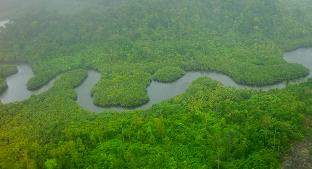 Hutan Siberut Barat. Foto: Yayasan Citra Mandiri Mentawai 