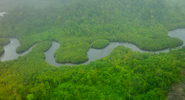 Hutan Siberut Barat. Foto: Yayasan Citra Mandiri Mentawai