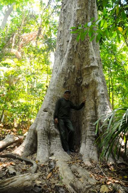 La Rewangi, di depan pohon jati yang diklaim berusia 100 tahun. Satu-satunya jati Muna yang tersisa...Foto: Eko Rusdianto
