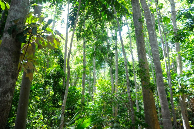 Tanaman di Cagar Alam Napabalano. Foto: Eko Rusdianto