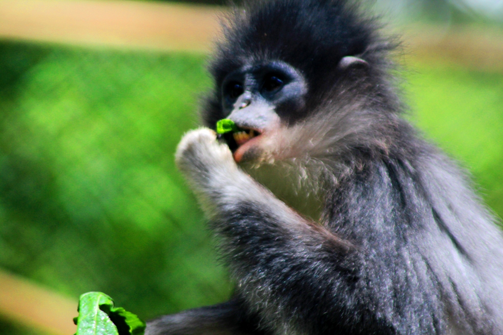 Surili (Prebytis comate) yang ada di di kawasan Hutan Cagar Alam Gunung Tilu, Pasirjambu, Kabupaten Bandung. Foto : Donny Iqbal