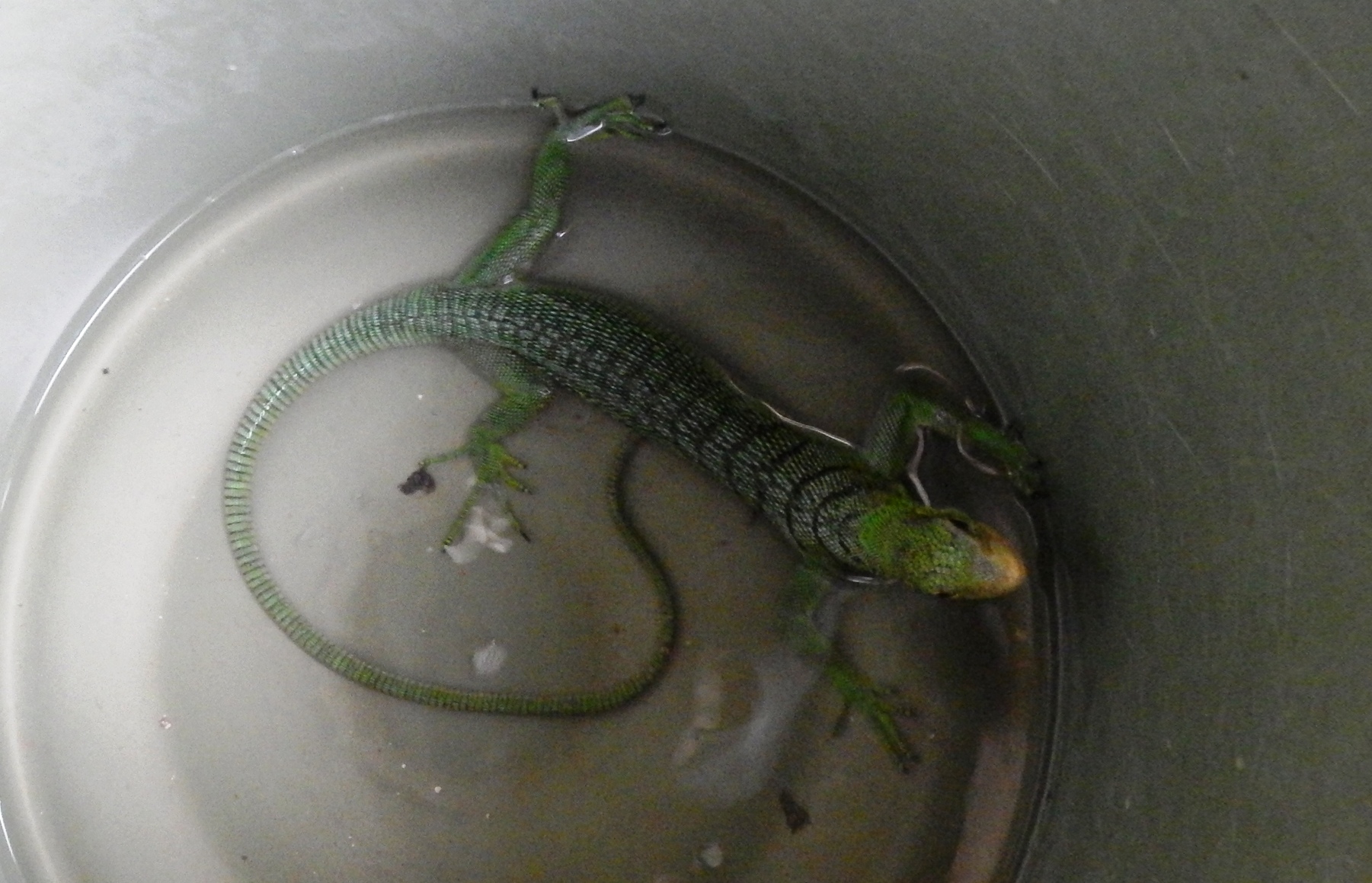 Seekor biawak hijau papua (Varanus sp.) yang disita dari tersangka “N” di kediamannya di Keluarhaan Rufei, Sorong, Papua Barat. Penangkapan dilakukan oleh Polresta Sorong pada 15 April 2016. Foto : WCU