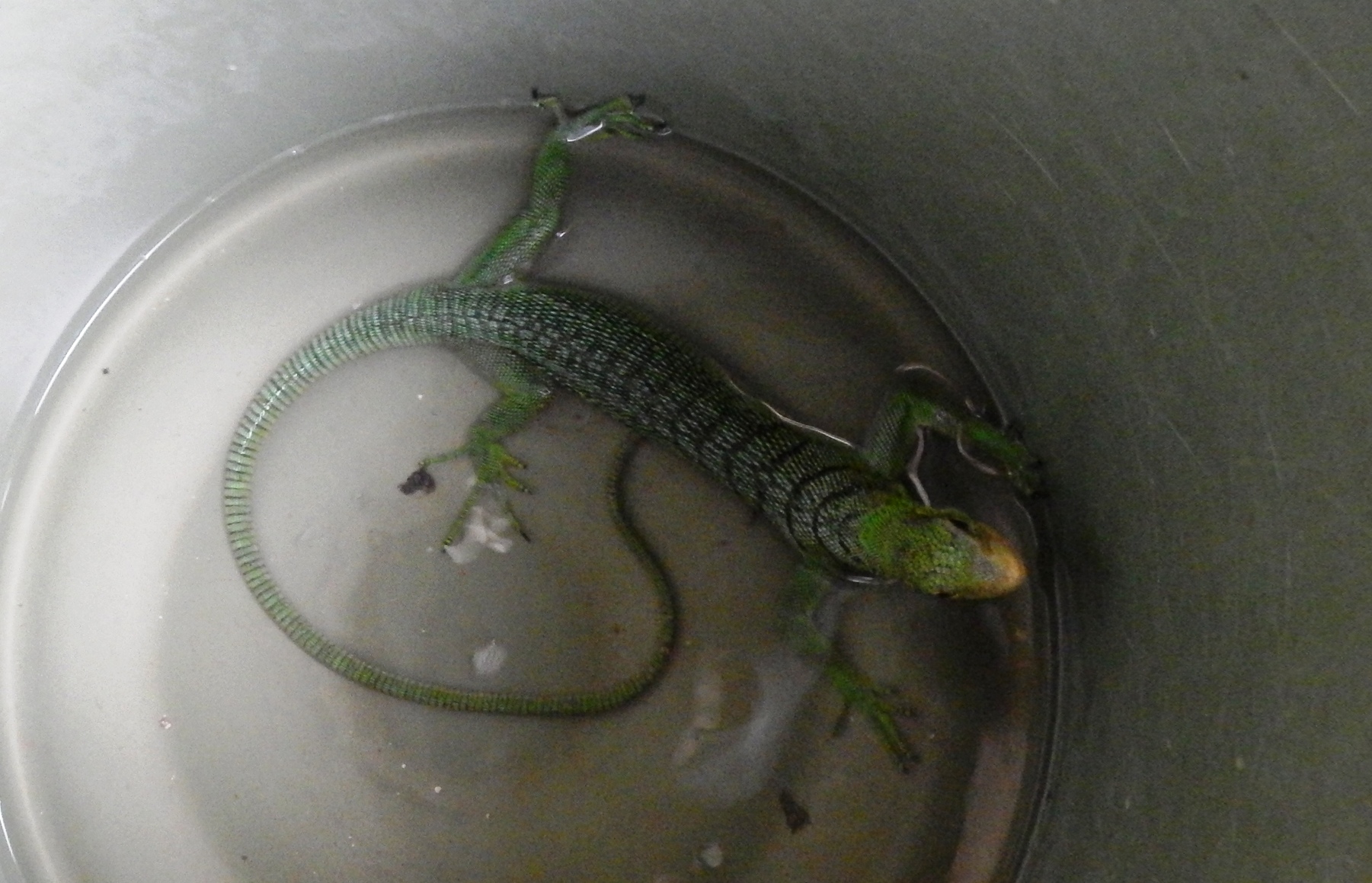 Seekor biawak hijau papua (Varanus sp.) yang disita dari tersangka “N” di kediamannya di Keluarhaan Rufei, Sorong, Papua Barat. Penangkapan dilakukan oleh Polresta Sorong pada 15 April 2016.  Foto : WCU