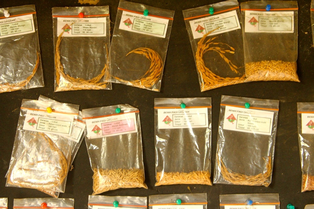 Berbagai macam jenis benih beras organik unggulan dari SPPQT. Foto: Tommy Apriando