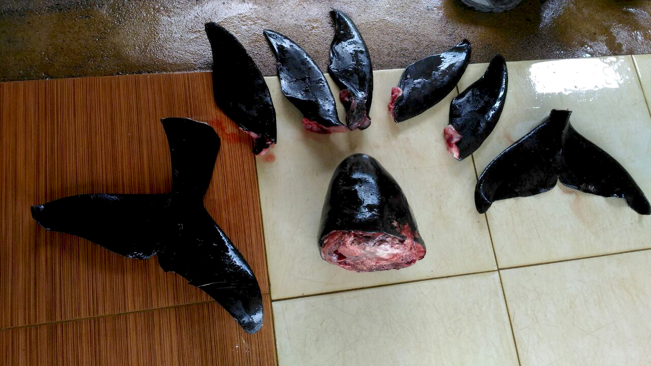 Potongan porpoise yang sebelumnya diduga pesut. Foto: Aseanty Pahlevi
