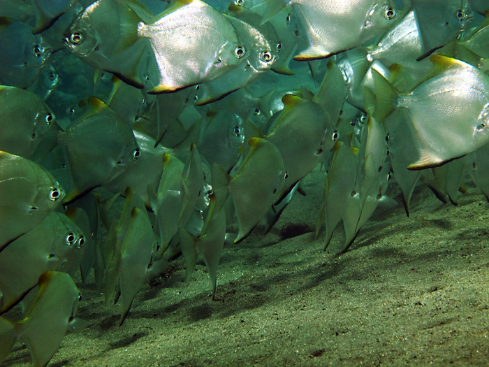 Schoolling fish dilakukan ikan untuk pertahanan terhadap predator dan mencari makanan. Foto : Wisuda