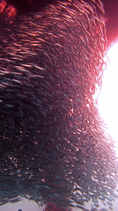 Schoolling fish dilakukan ikan dengan jenis, ukuran dan penampilan yang sama. Foto : Wisuda