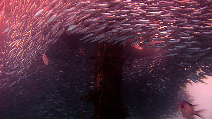 Indahnya schoolling fish. Kelompok ikan ini berenang ke arah yang sama secara terkoordinasi. Foto : Wisuda