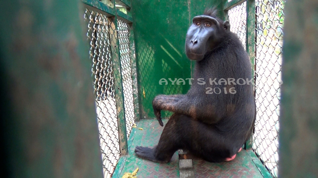 Yaki, monyet hitam hitam endemik Sulawesi ini terlihat bingung saat dipindahkan ke kandang sementara. Foto: Sapariah Saturi