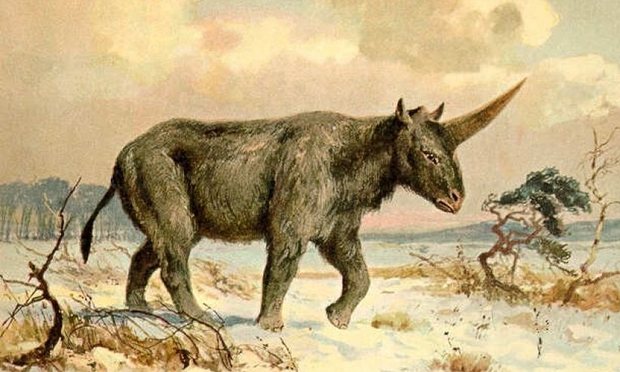 Unicorn siberia, makhluk yang diperkirakan punah sekitar 29.000 tahun yang lalu. Sumber : guim.co.uk