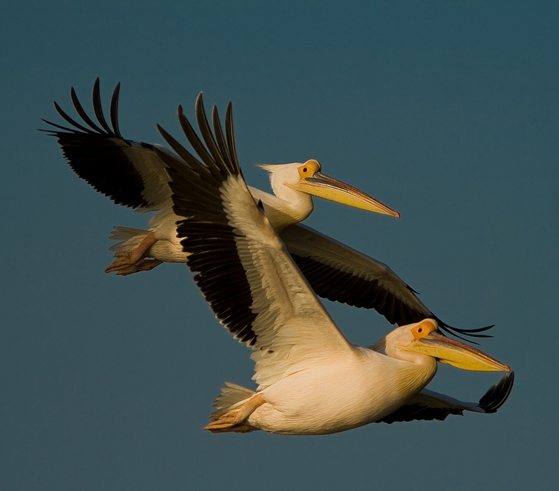 White Pelican (Pelecanus erythrorhynchos). Foto: Sergey Dereliev (UNEP/AEWA)