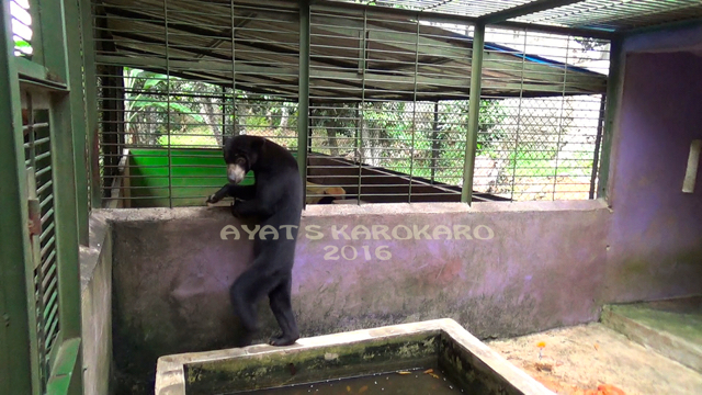 Beruang madu adalah satwa yang bisa berdiri dan memanjat. Satwa ini bertahun tahun di kebun binatang mini Hairos Medan. Foto: Ayat S Karokaro
