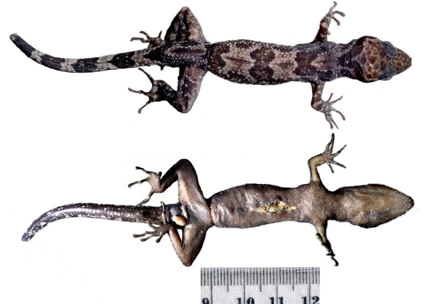 Perbandingan dorsal (atas) dan ventral. Sumber: Zootaxa