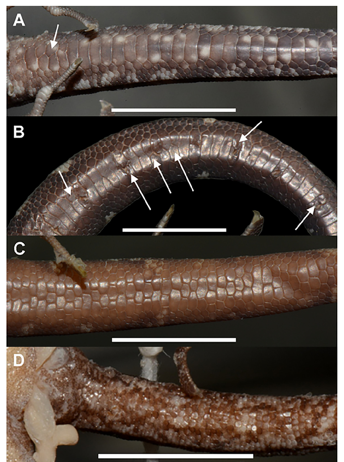 Perbandingan sisik di paha cicak jenis baru dengan jenis lainnya di Sulawesi. Sumber: Zootaxa