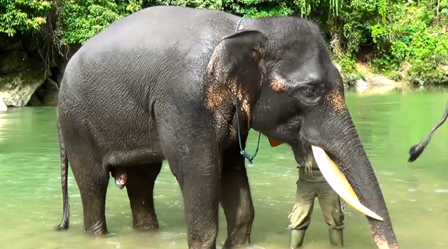 Gajah Sumatera, satwa terancam punah karena beragam gangguan, dari habitat rusak sampai perburuan buat diambil gading dan dijual. Foto: Ayat S Karokaro