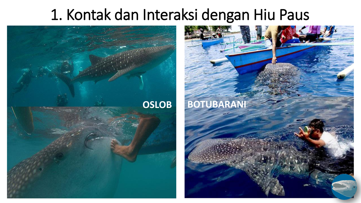 Kontak dan interaksi hiu paus. Sumber: Whale Shark Indonesia Project