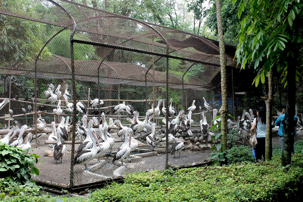 Kandang pelikan di Kebun Binatang Surabaya, kelebihan populasi  masih jadi persoalan yang harus diselesaikan PDTS KBS. Foto: Petrus Riski