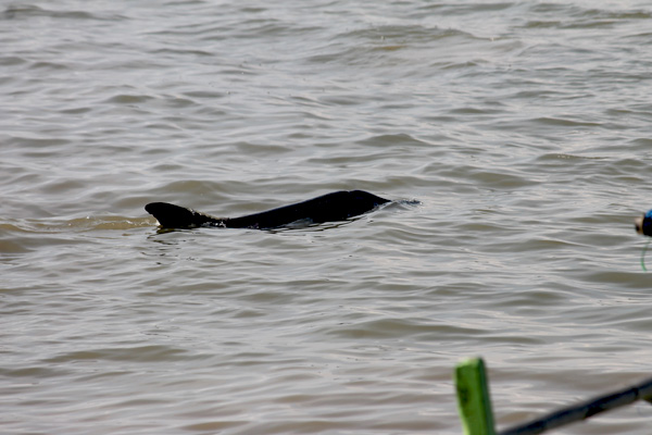 Lumba-lumba saat dilepaskan terlihat berputar di sekitar  kaki Jembatan Suramadu. Foto: Petrus Riski