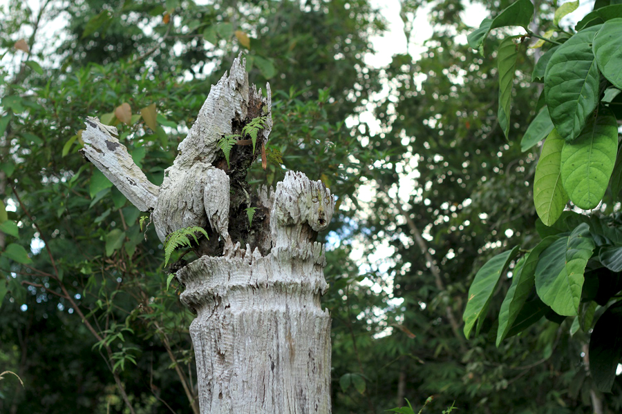 Situs Mpatung Mmaung masih tetap berdiri kukuh di Desa Tanjung sekaligus menjadi simbol ketangguhan Orang Suy’uk. Foto: Andi Fachrizal
