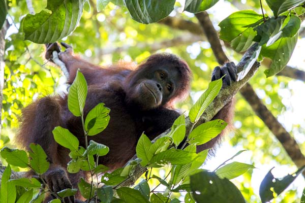 Hutan Lindung Gunung Tarak, Ketapang, Kalimantan Barat, tempat pelepasliaran orangutan yang telah direhabilitasi. Foto: YIARI