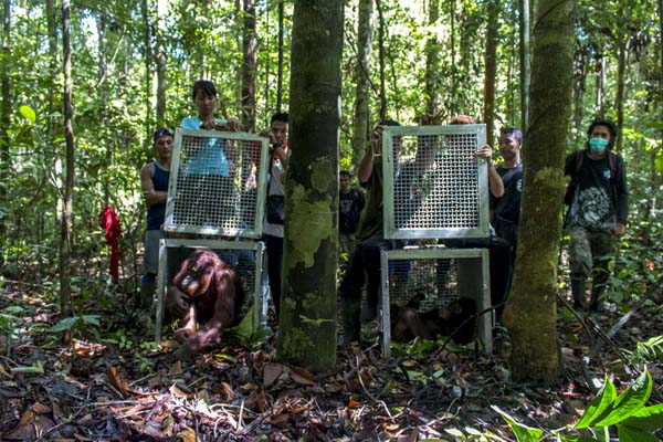 Hutan yang terus dibuka membuat habitat alami orangutan semakin berkurang. Foto: YIARI