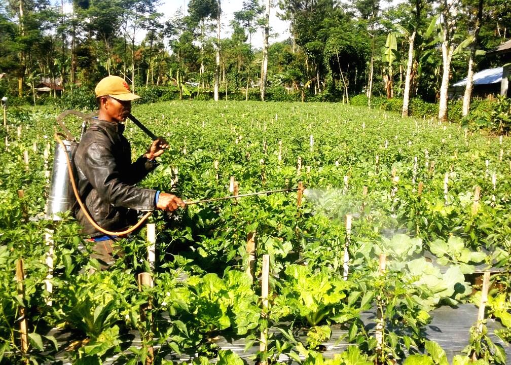 Suhu Lingkungan Meningkat Banyak Petani Sayur Gagal Panen Ini Dampak Perubahan Iklim Mongabay Co Id