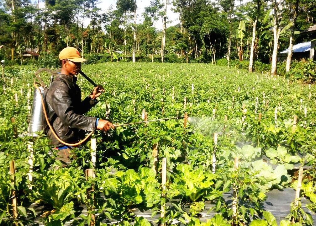 Dampak perubahan iklim terhadap tumbuhan