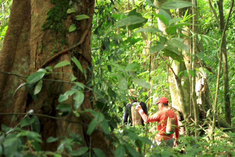Tembawang ini menjadi bukti kepiawaian Orang Suy’uk mengelola hutan secara berkelanjutan. Foto: Andi Fachrizal