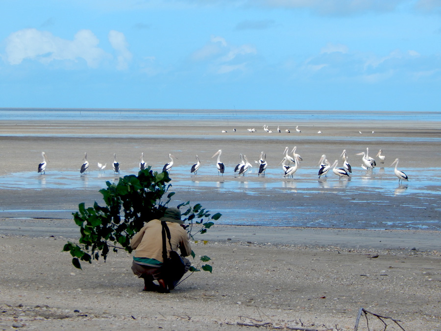 Pengamatan burung migran di Pantai Tomer. Foto: Taman Nasional Wasur