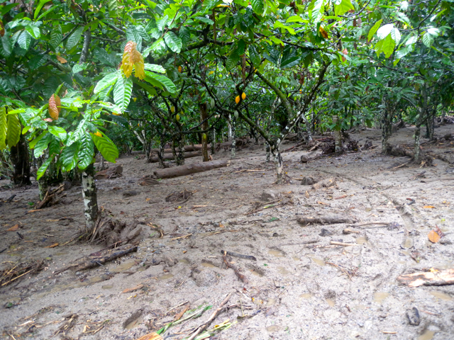 Kebun coklat warga juga dihantam banjir bandang. Foto: Andika Dhika