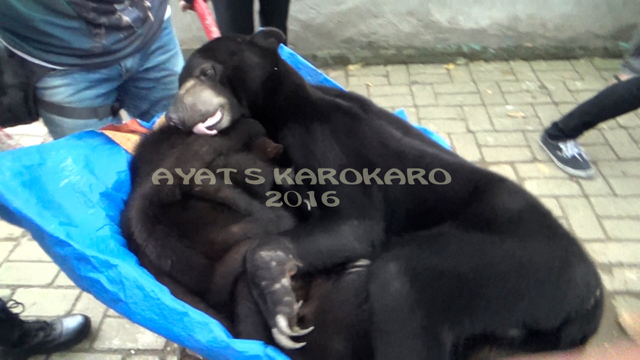 Dua beruang madu sitaan Polda Sumut. Foto: Ayat S Karokaro