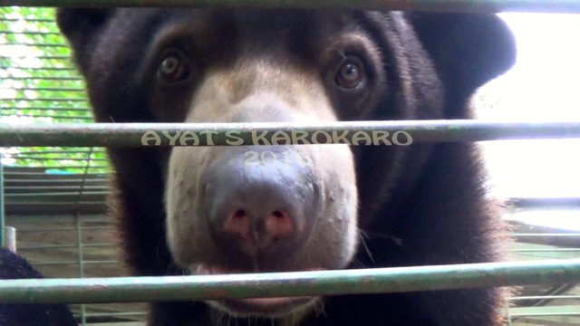 Beruang madu sitaan Polda Sumut. Foto: Ayat S Karokaro