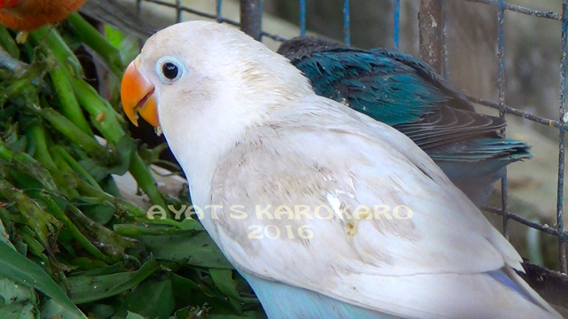 Lovebird putih, hasil sitaan dari Bandara Kualanamu. Foto: Ayat S Karokaro