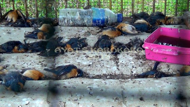 Sebagian burung-burung yang diupayakan untuk diselundupkan dengan dokumen palsu ini mati karena tak mendapatkan perawatan layak. Foto: Ayat S Karokaro