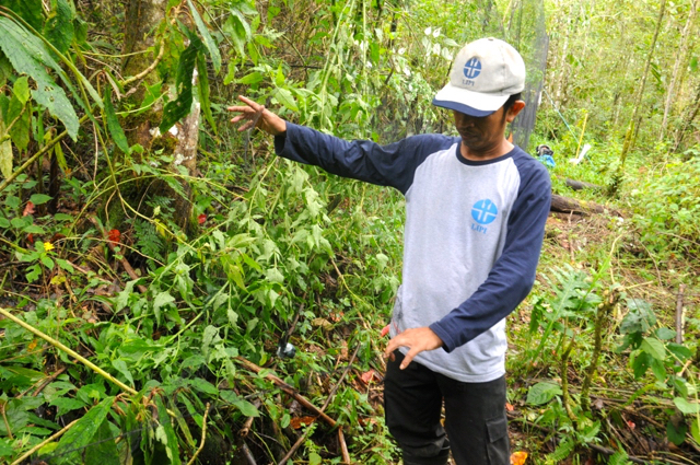 Staf peneliti tengah memeriksa perangkap. Foto: Eko Rusdianto