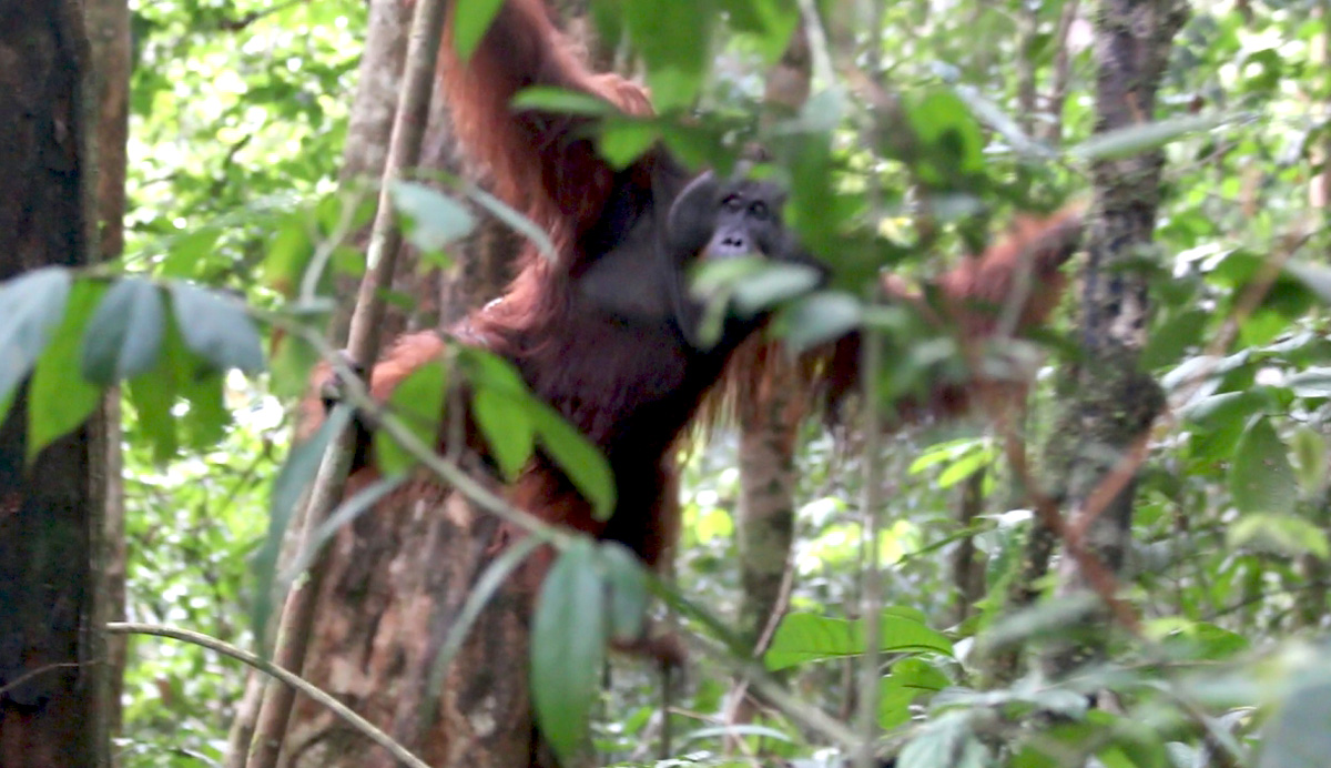 Dany beserta tiga orangutan lainnya yang dilepaskan di TNBBBR. Foto: YIARI