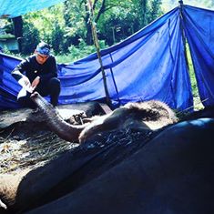 Walikota Bandung Ridwan Kamil sempat memberikan susu dalam botol kepada Yani, gajah sumatera koleksi Kebun Binatang Bandung, Jabar, yang akhirnya mati pada Rabu (11/05/2016). Foto : facebook Ridwan Kamil