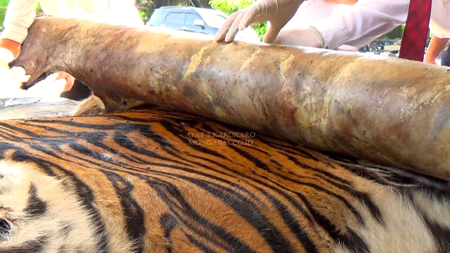 Masih tercium aroma bau dari kulit harimau Sumatera yang kemungkinan baru sekitar seminggu dibunuh. Foto: Ayat S Karokaro