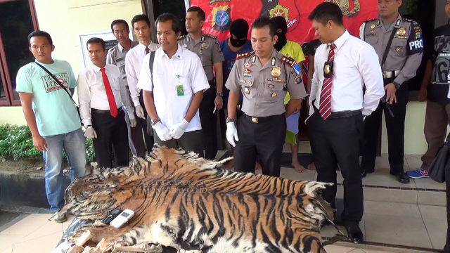 BBTNGL dan Polres Langkat menunjukkan barang bukti kulit Harimau Sumatera yang mereka amankan dari tiga pelaku perdagangan satwa di Sumut. Foto: Ayat S Karokaro