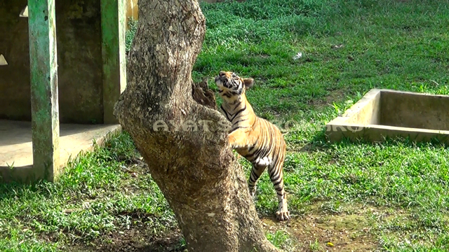 Kehidupan harimau di kebun binatang. Foto: Ayat S Karokro