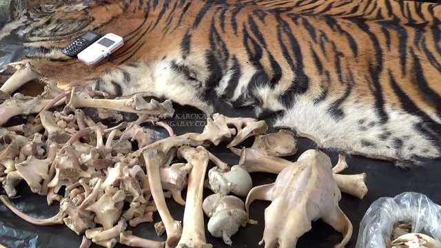 Kulit harimau dan tulang belulang. Foto: Ayat S Karokaro