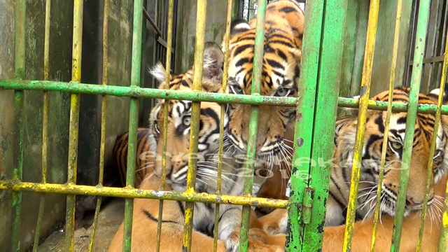 Nasib harimau Sumatera di Medan Zoo. Sejak lahir hidup di kandang sempit. BSTR mencatat tak satupun kebun binatang Indonesia punya hutan rehabilitasi harimau. Foto: Ayat S Karokaro