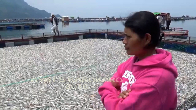 Perempuan ini hanya bisa menyaksikan keramba jaring apungnya berisi ribuan ikan membusuk di Danau Toba pada4 Mei 2016. Jutaan ikan ditaksir lebih dari 1.200 ton mati mengapung merugikan puluhan pembudidaya ikan. Foto: Ayat S Karokaro/Mongabay Indonesia