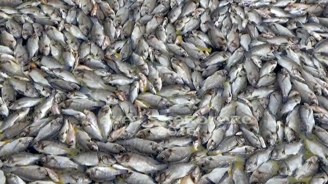 Begini bentuk ikan-ikan yang mati tiba-tiba di Kecamatan Haranggaol, Kawasan Danau Toba. Foto: Ayat S Karokaro