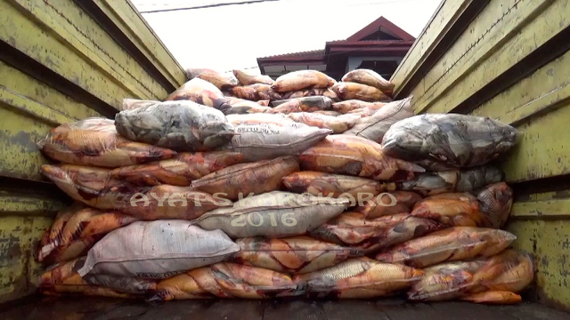 Ratusan karung dipakai untuk tempat ribuan ton ikan yang mati di Haranggaol, Danau Toba. Foto: Ayat S Karokaro