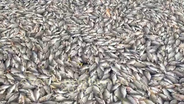 Pada 4 Mei 2016, saat matahari terbit, jutaan ikan ditaksir lebih dari 1.200 ton mati mengapung di Danu Toba. Foto: Ayat S Karokaro
