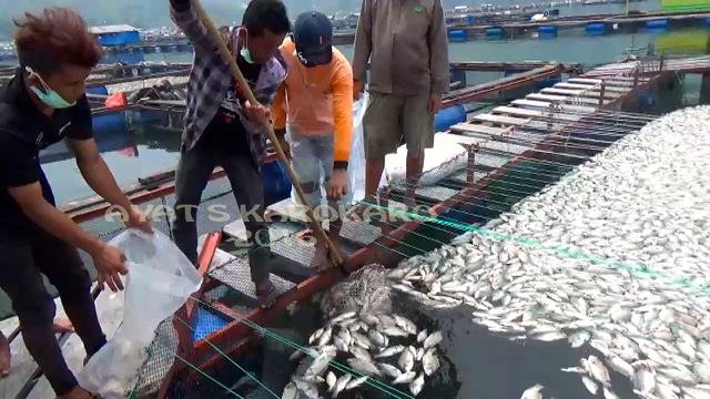 Pemilik keramba dibantu warga mulai mengangkut bangkai-bangkai ikan buat dikubur. Foto: Ayat S Karokaro