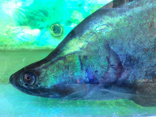 Belida, salah satu ikan air tawar di Jambi, yang terancam. Foto: Yitno