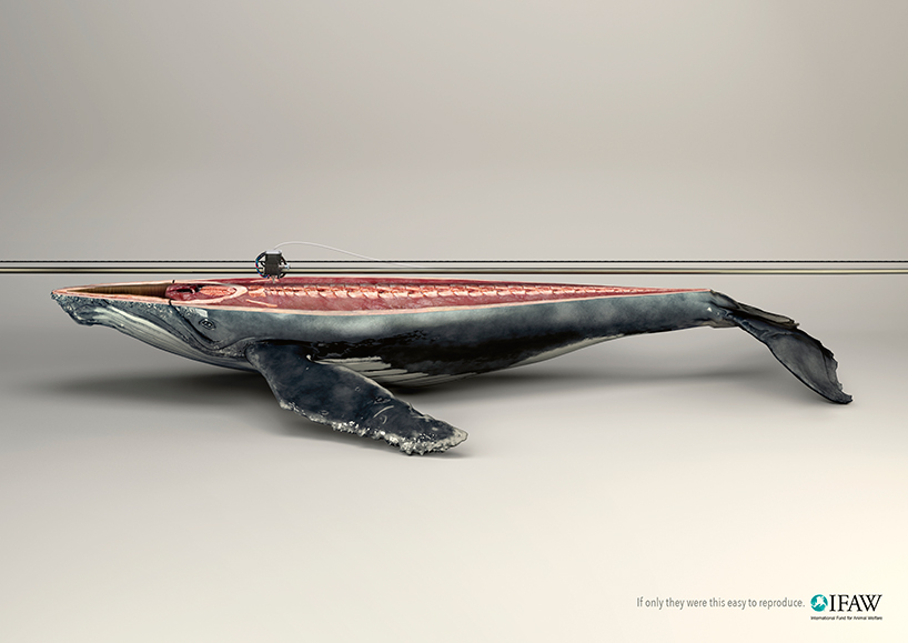 kampanye konservasi paus young-rubicam-IFAW-campaign-3D-printed-animals-designboom
