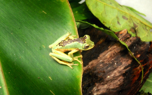Di Sulawesi katak pohon endemik Sulawesi ada dua. Totol kuning dan hitam. Namun keduanya dari jenis Rhacophorus edentulus.Foto: Eko Rusdianto